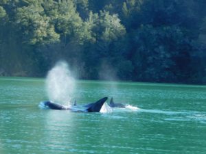 orca Pelorus Sound