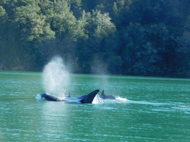 Orca Pelorus Sound