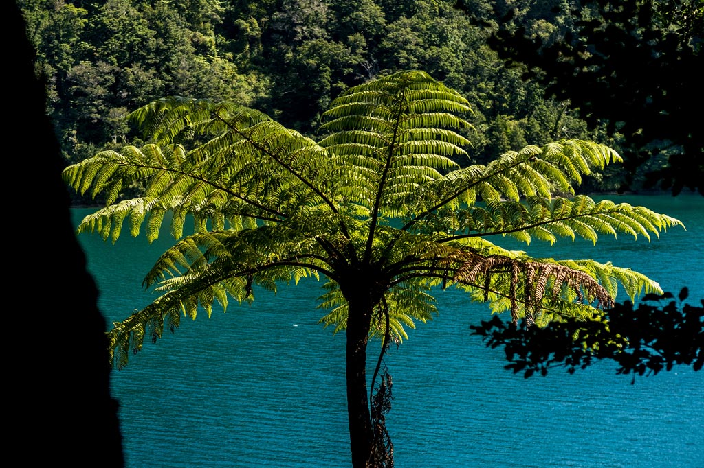 Palm on Nydia Track