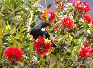 Tui at On the Track Lodge Nydia Bay